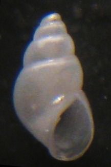 Odostomia eulimoides? Tarifa a riva